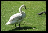 Kent - Leeds Castle -05-06-2014 - Bogdan Balaban